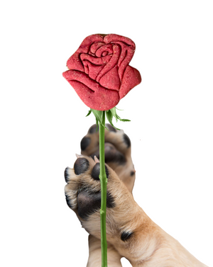 cute paw holding our Rose treat (in the Beet Mine flavor)